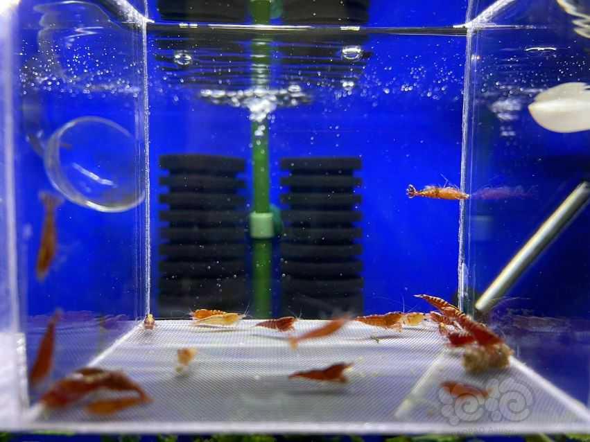 【虾】2022-08-13#RMB拍卖#红银河水晶虾一份20只-图1
