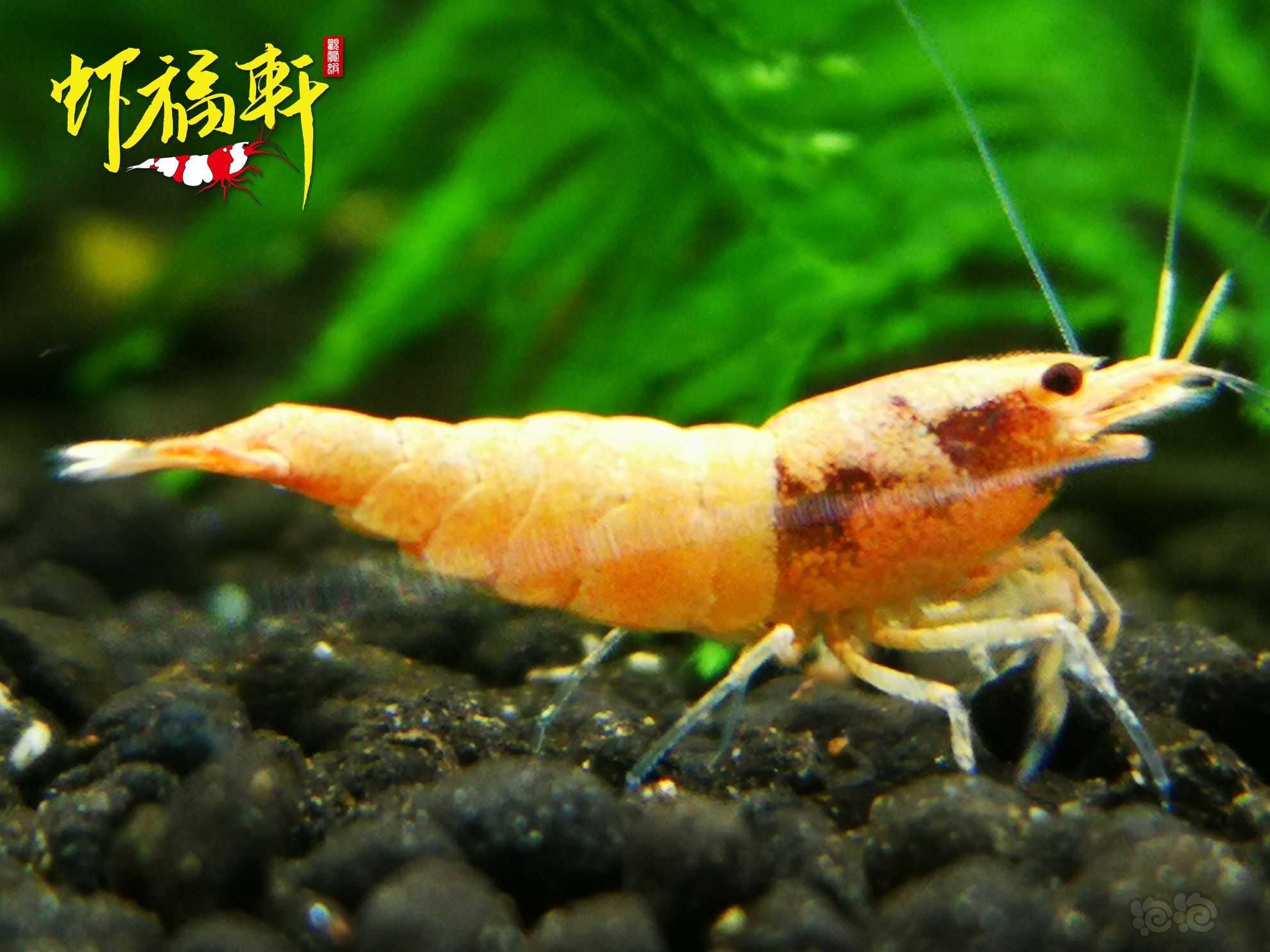 【虾】2022-08-24#RMB拍卖#粉红火烈3只-图2