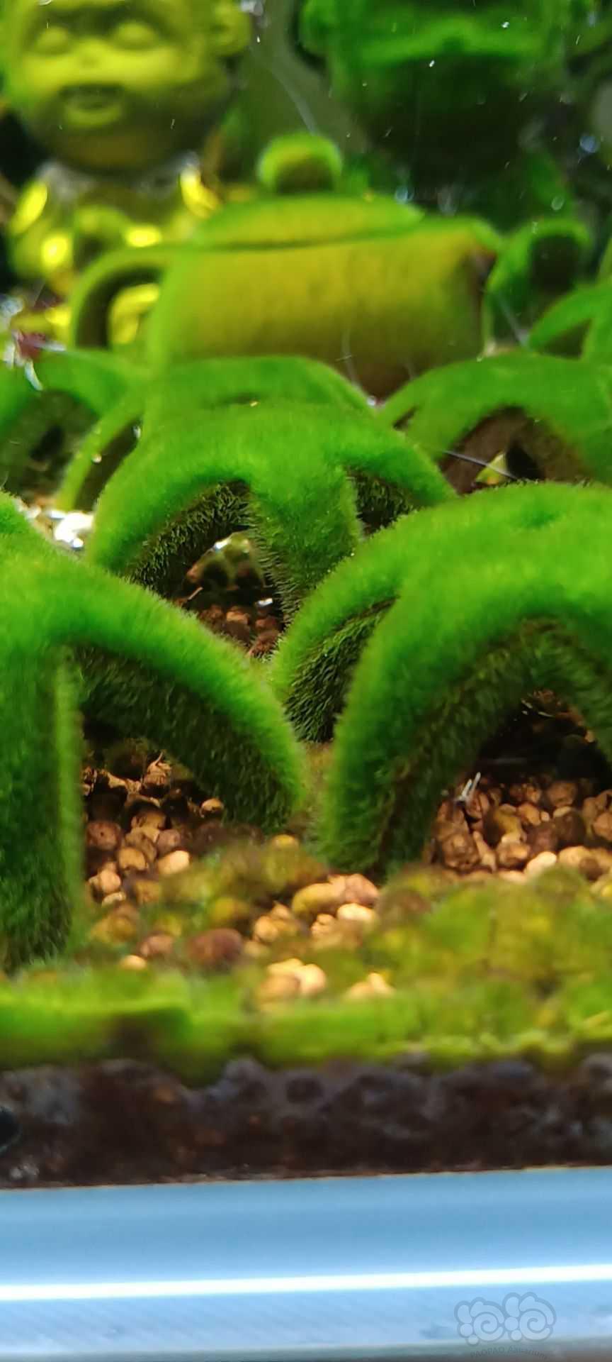 短绒藻藻源摆件-图4