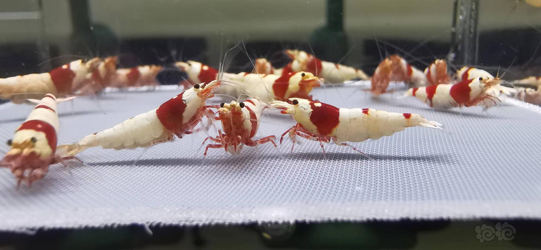 【虾】2022-08-13#RMB拍卖红白水晶虾繁殖组-图2