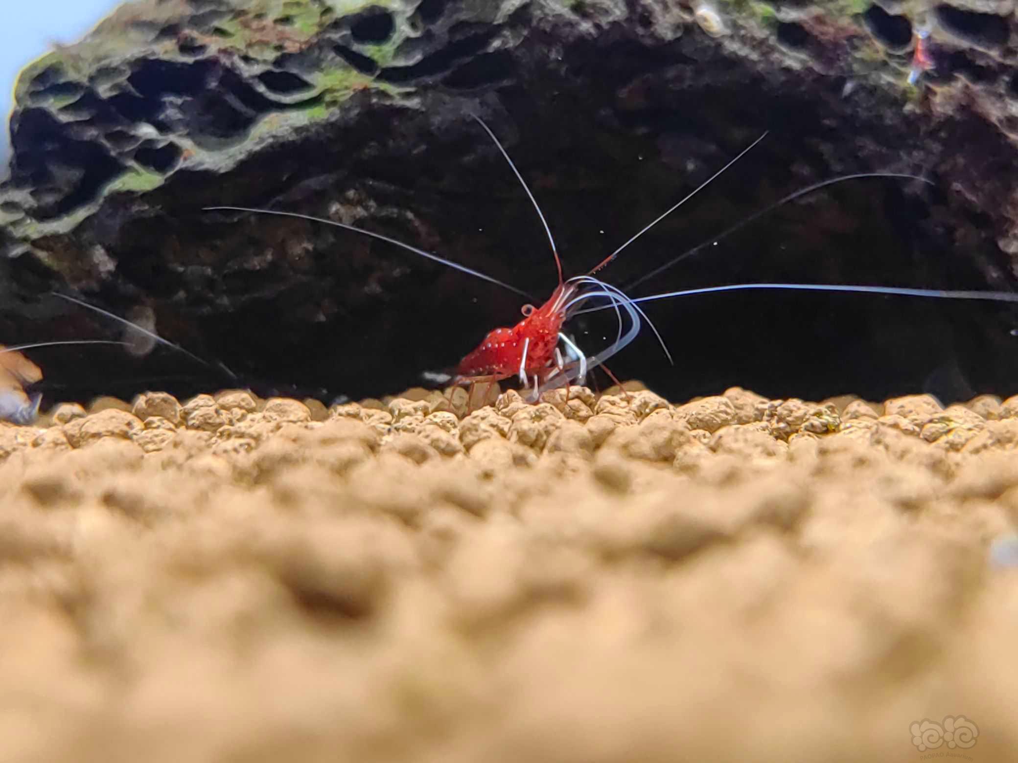 【水晶虾】出纯血红白水晶虾，红花虎，红银河，苏虾白袜-图5