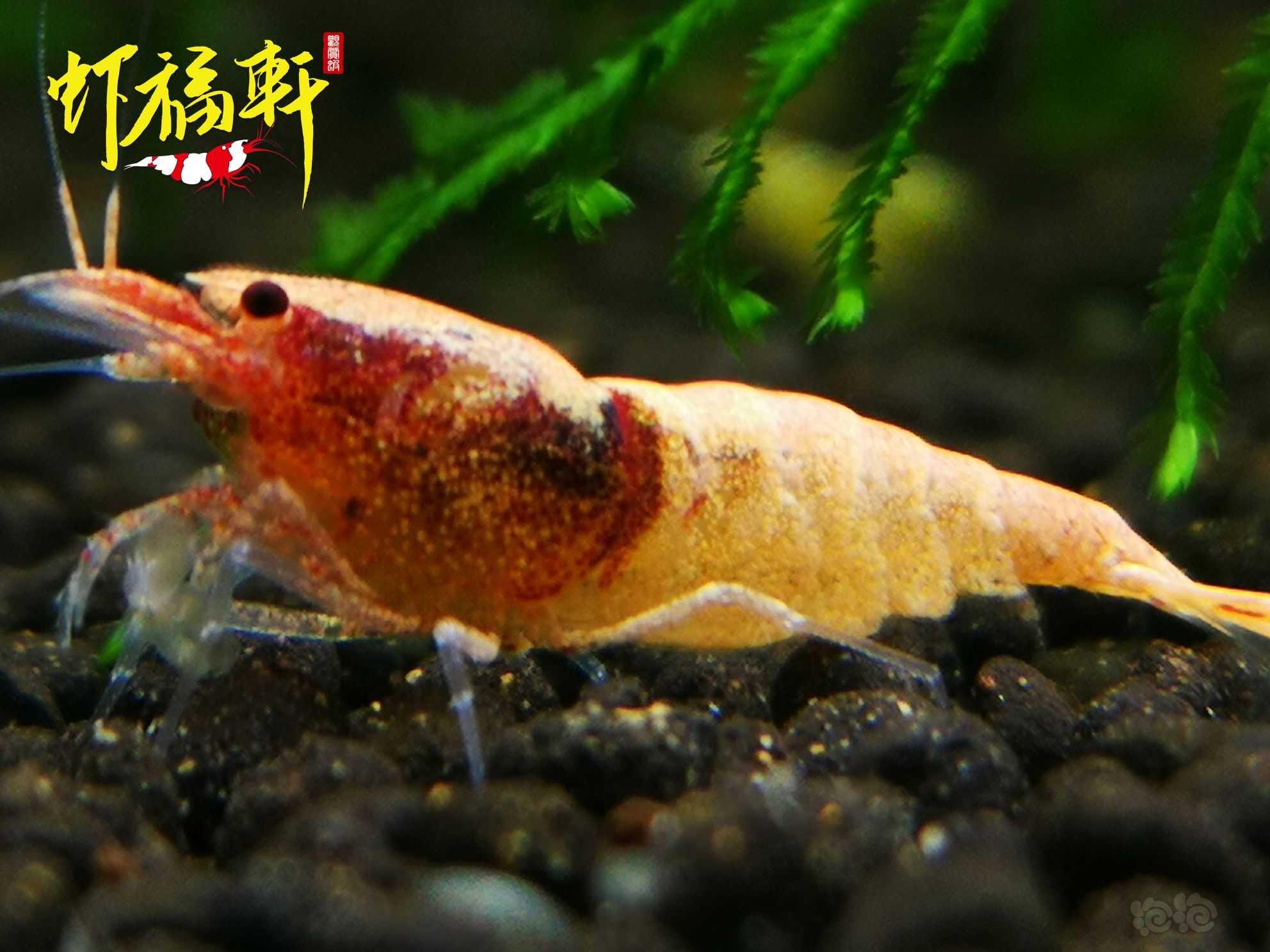 【虾】2022-08-24#RMB拍卖#粉红火烈3只-图6