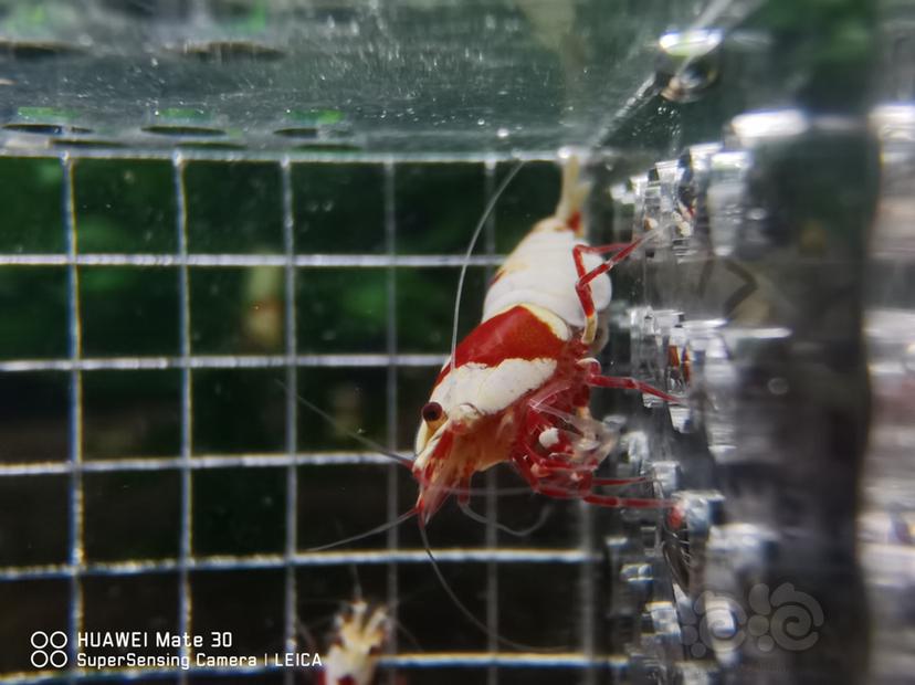 【水晶虾】清缸出红白水晶虾-图1