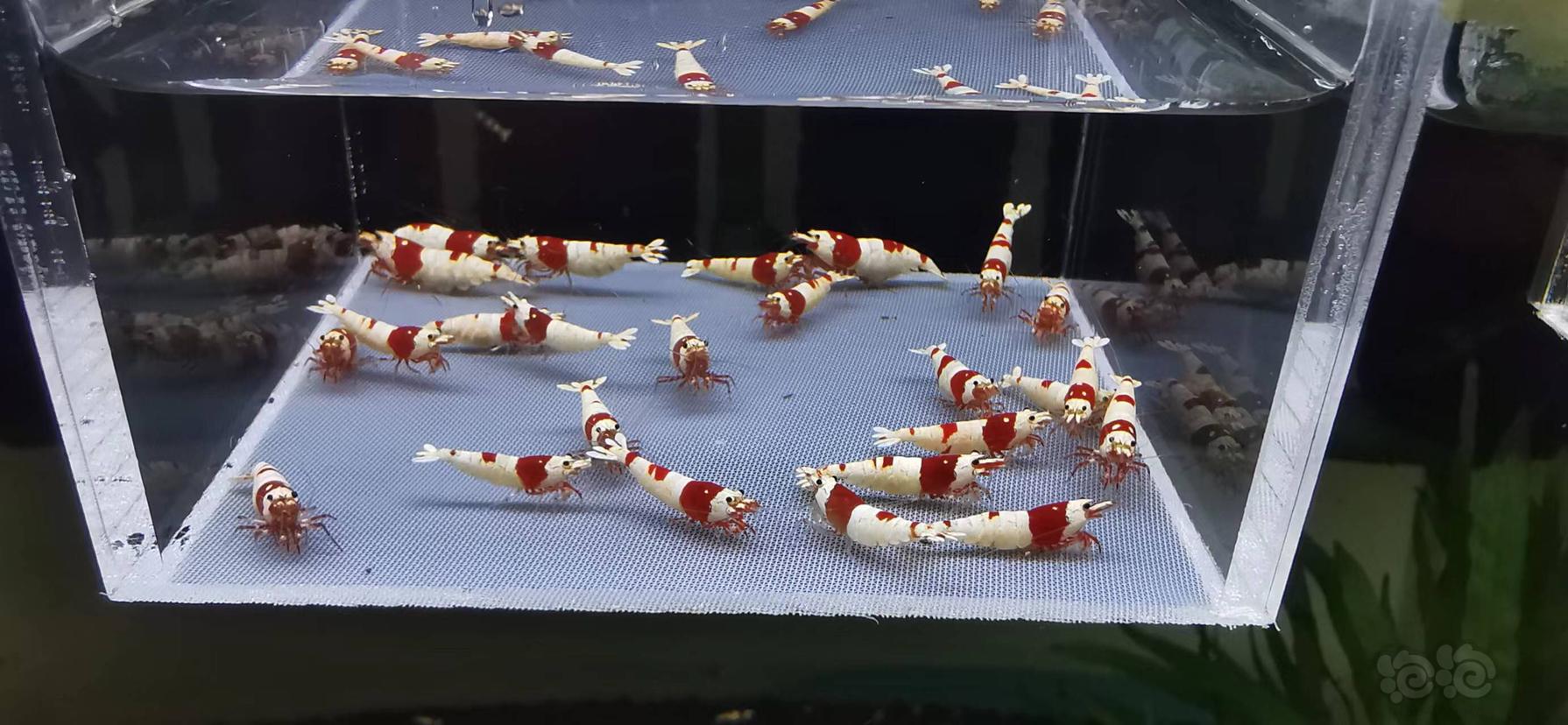 【虾】2022-08-13#RMB拍卖红白水晶虾繁殖组-图1