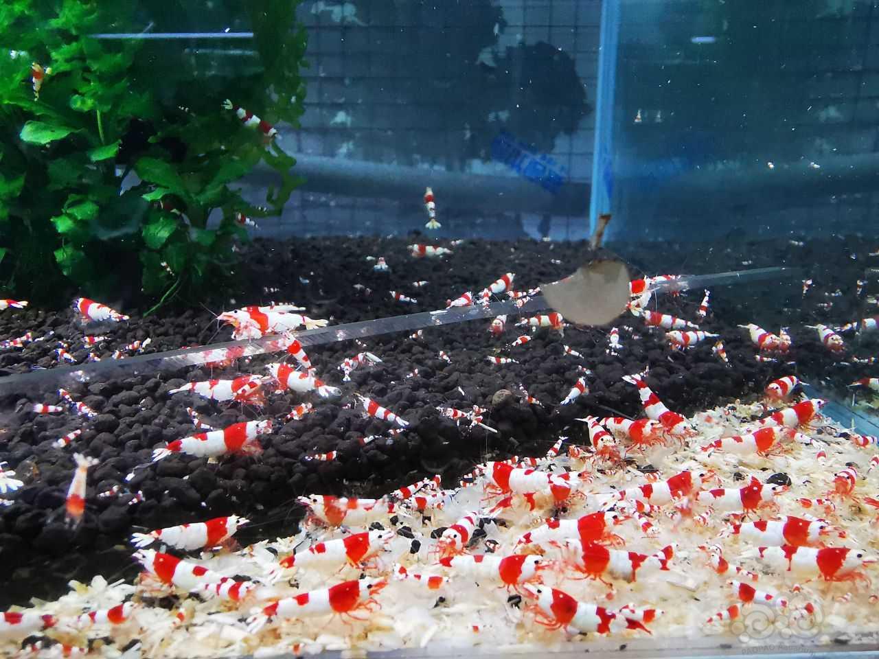 【水晶虾】咖血红白苗子-图1