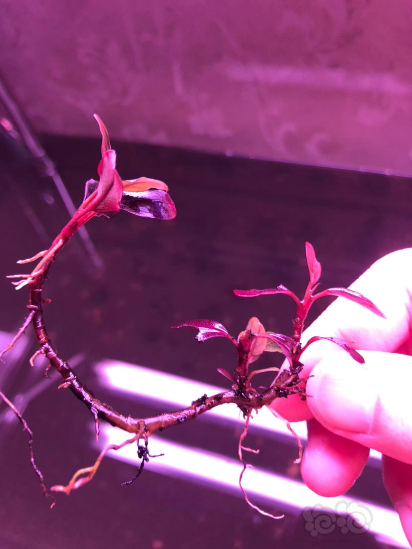 【辣椒榕】红脉花一颗8厘米加带侧芽-图1