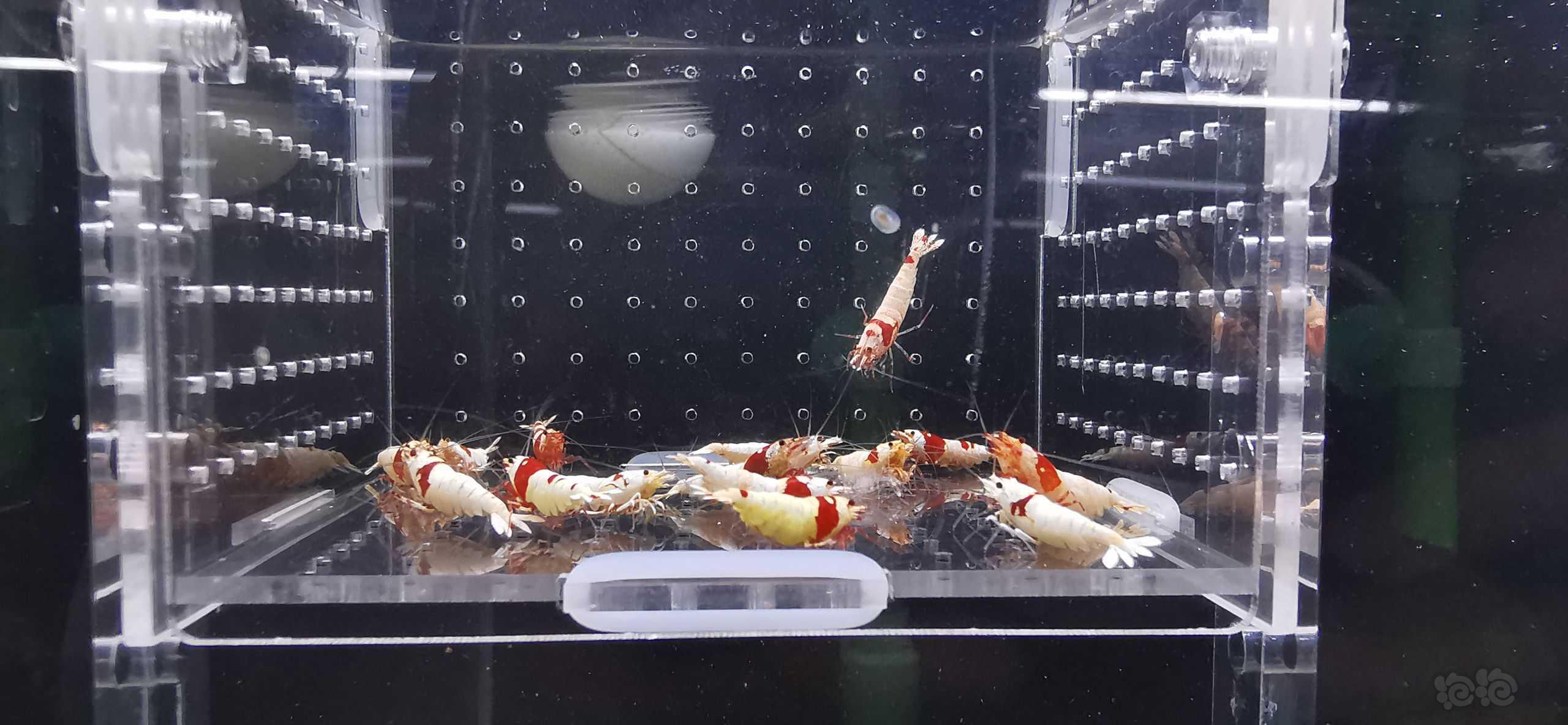 【虾】2022－08－30#RMB拍卖红白繁殖组15只-图5