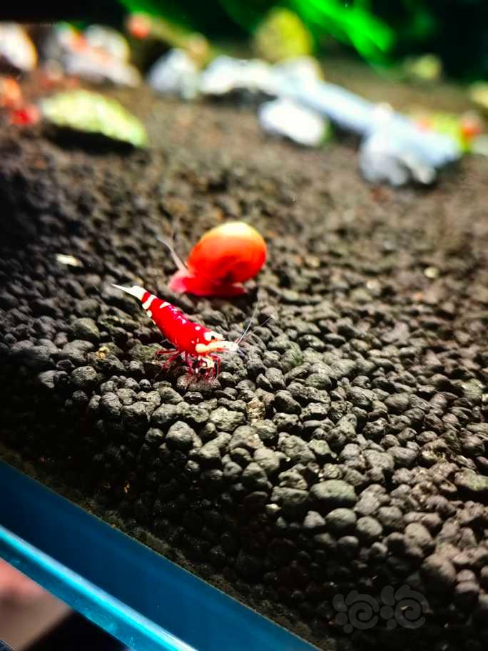 【虾】2022-08-07#RMB拍卖#花虎 红宝石公一只-图1
