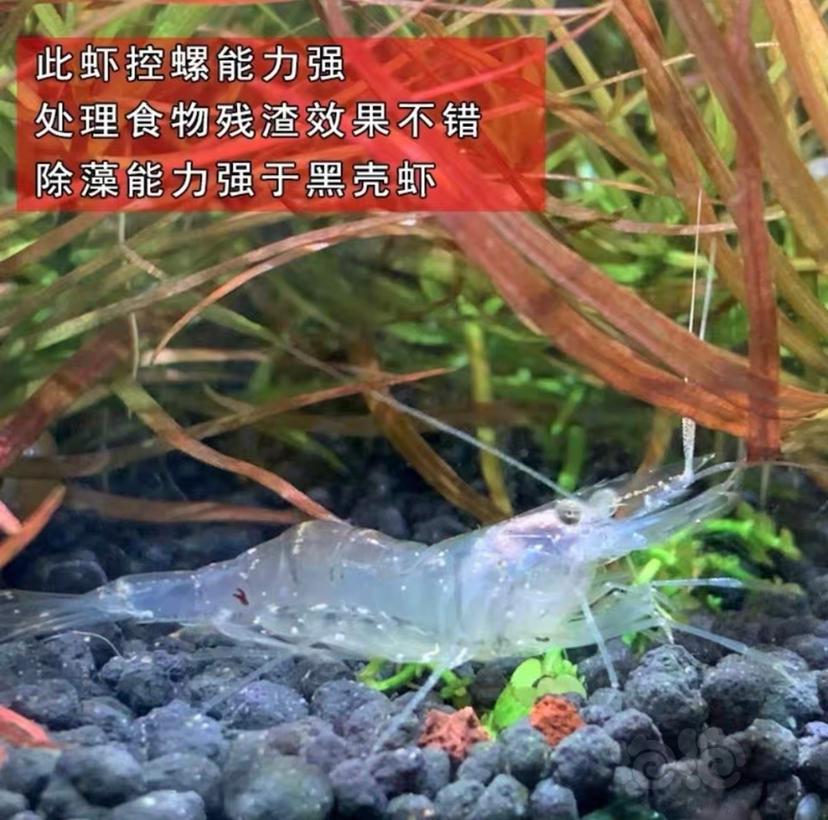 野采秀丽白虾-图3