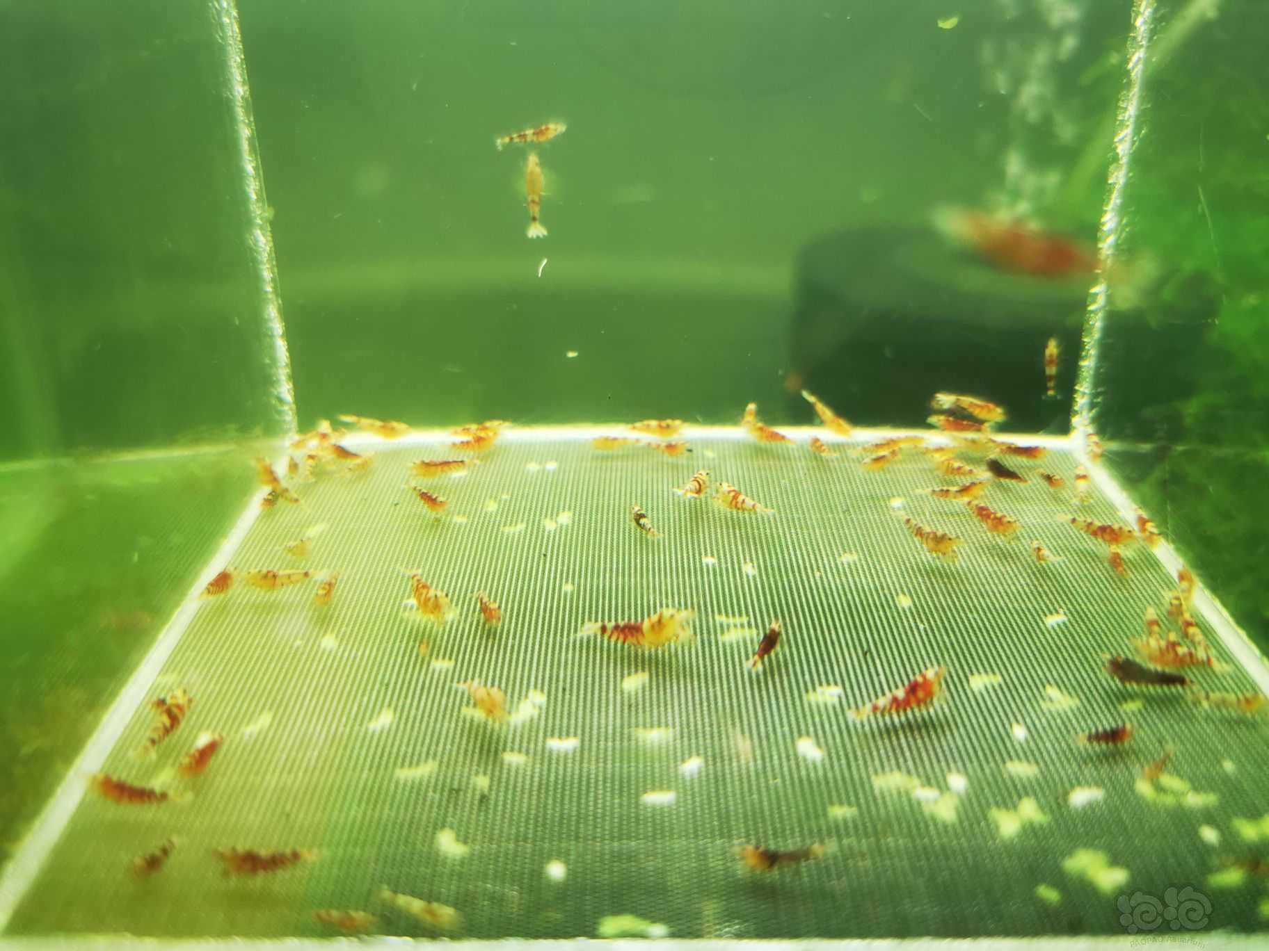 【虾】2022-8-17#RMB拍卖红花虎淘汰幼虾一份80只-图1