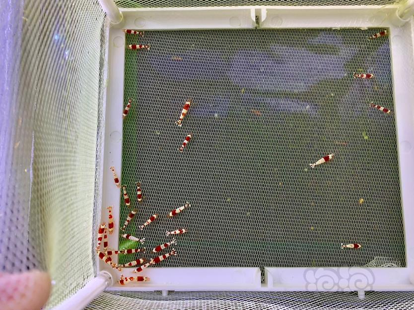 【虾】2022-08-14#RMB拍卖淘汰红白一份（30只）-图2