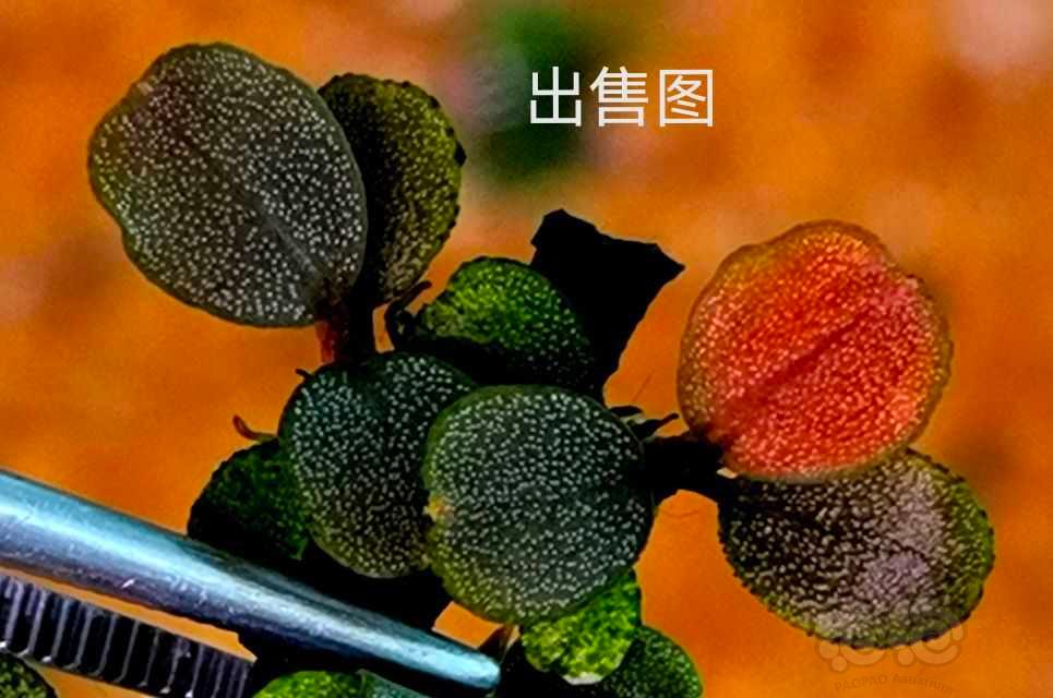 【水草】2022-08-4#RMB拍卖#辣椒榕一丛和四棵极品圆-图10