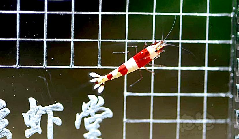 【虾】2022-8-27#RMB拍卖经典三段 红爪基因红白5只-图1