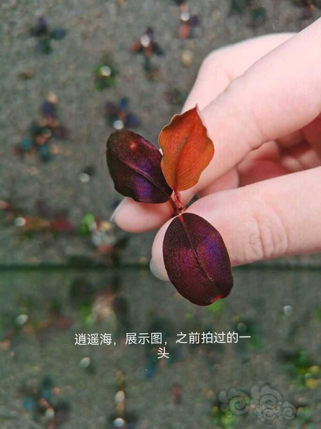 【水草】2022-08-29#RMB拍卖#  逍遥海，3头丛！-图4