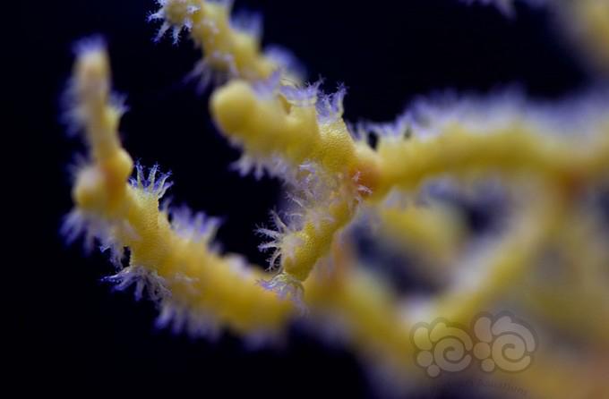 Azoox珊瑚缸-图5