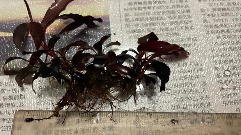 【水草】2022-08-10#RMB拍卖#幽灵13厘米-图5