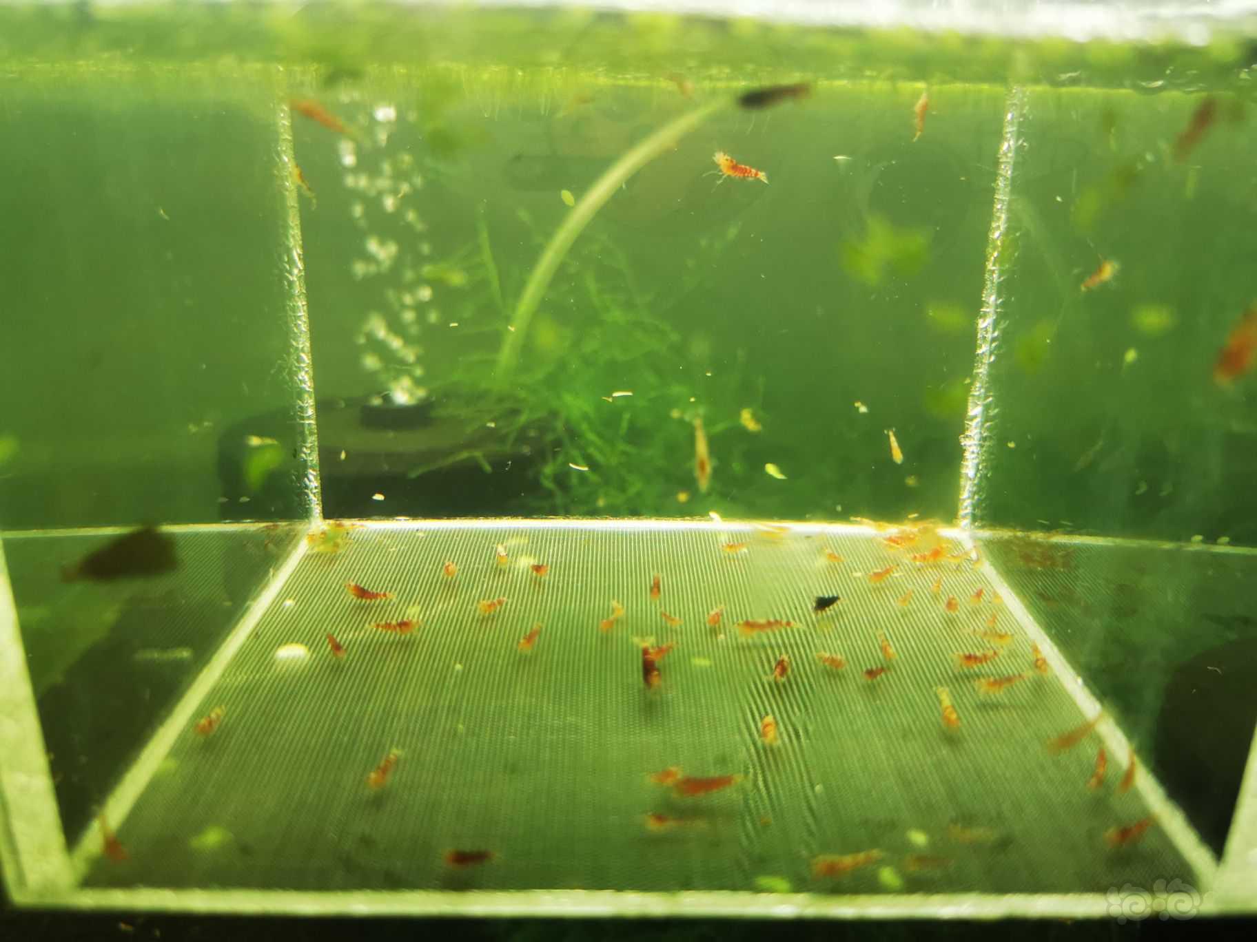【虾】2022-08-18#RMB拍卖红花虎淘汰幼虾一份100只-图2