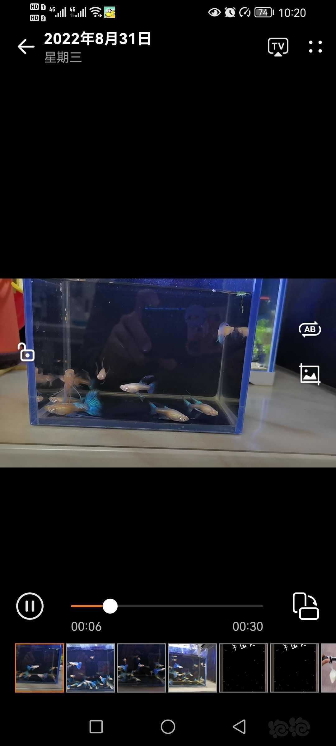 【其它】蓝白孔雀鱼 - 泡泡水族