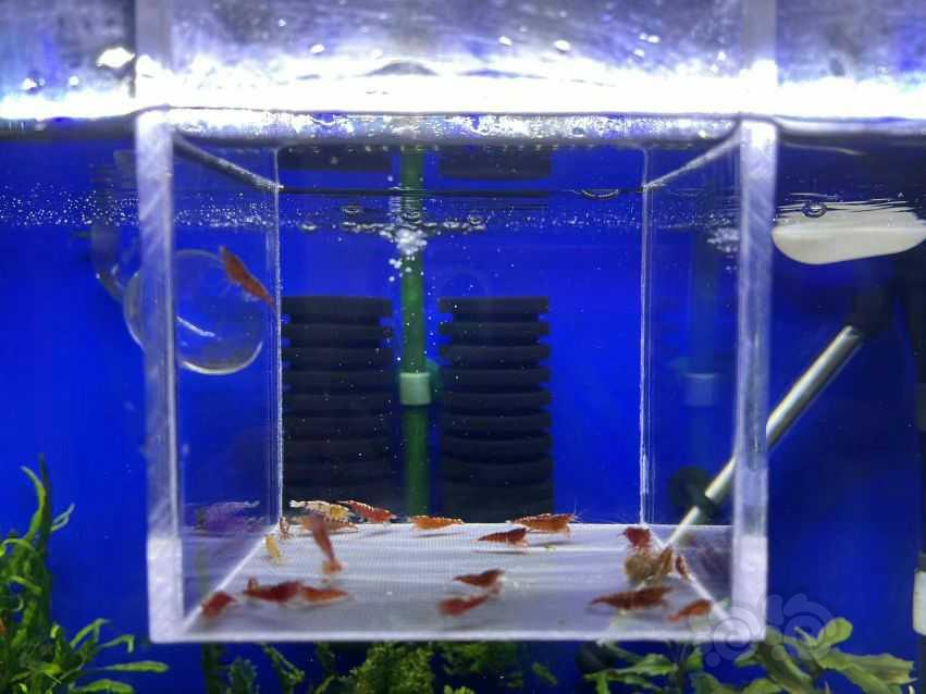 【虾】2022-08-13#RMB拍卖#红银河水晶虾一份20只-图2