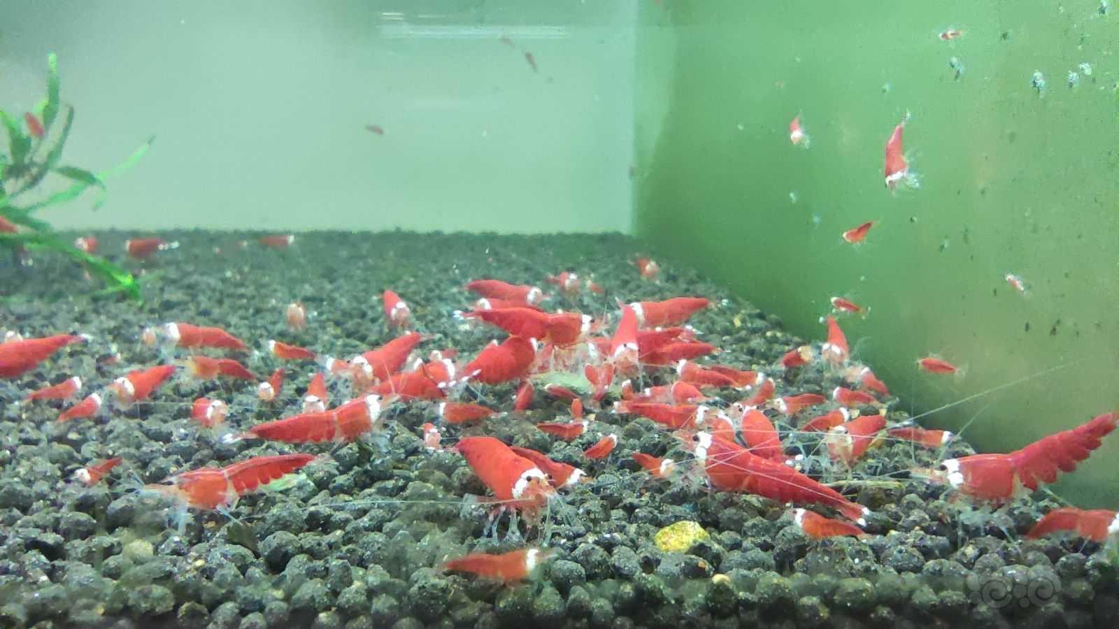 【水晶虾】出售全红圣诞红繁殖组-图4