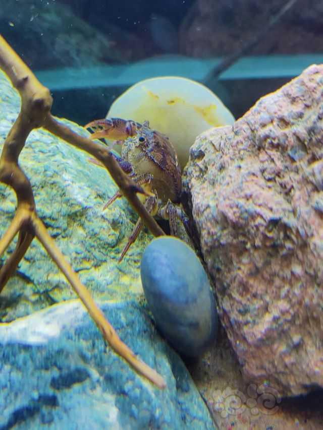 缸里的两个小螃蟹-图1