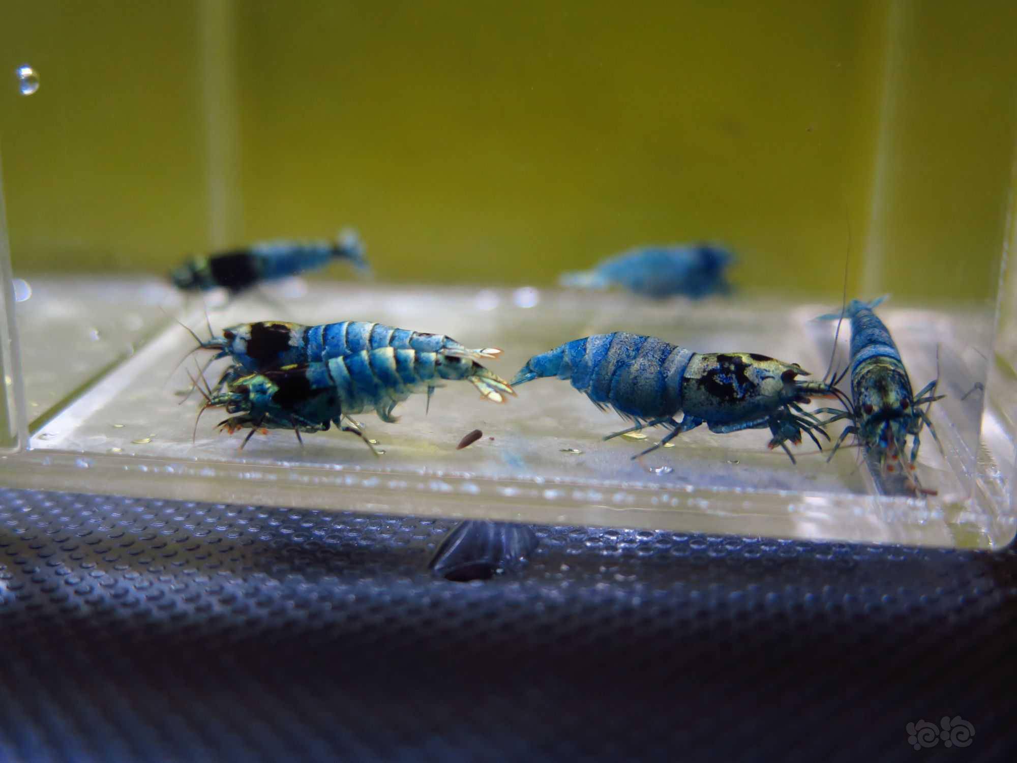 2022-9-2#rmb拍卖蓝金刚系水晶虾1公5母 - 泡泡水族