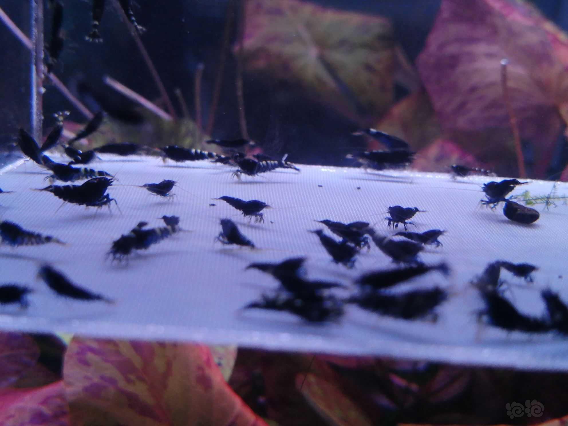 【虾】2022-09-29＃RMB拍卖金属紫虾苗100只。-图3