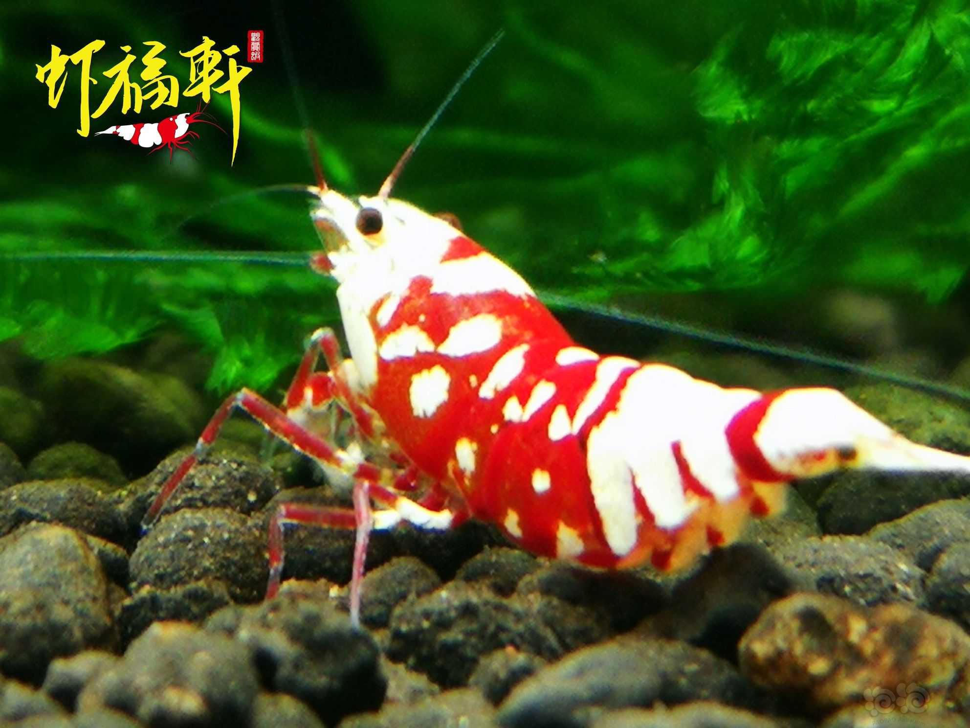 【虾】2022-09-06#RMB拍卖#优质红花虎2只-图3