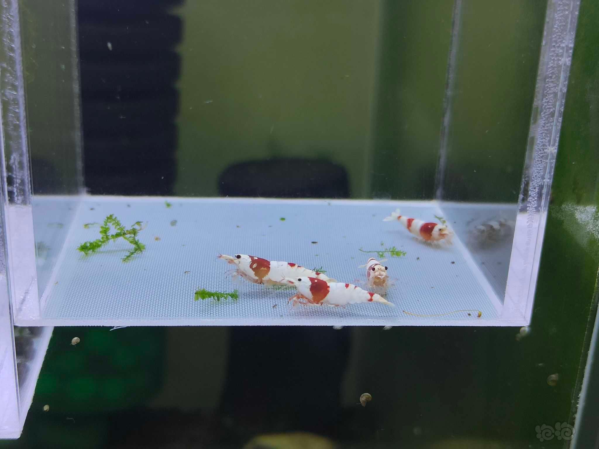 【水晶虾】出红白2公2母-图4