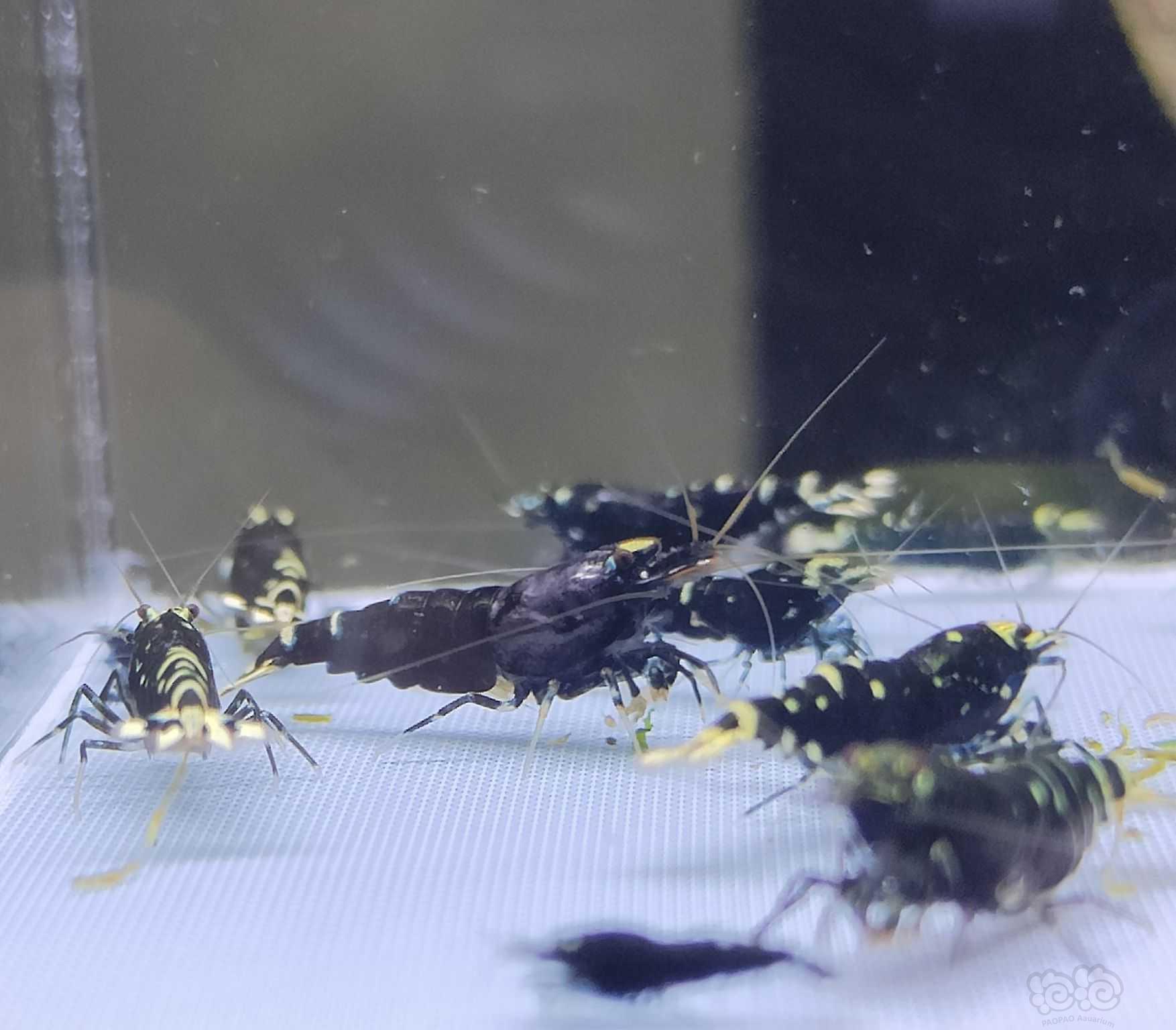 【水晶虾】出金属紫1公6母繁殖组+10只苗-图4