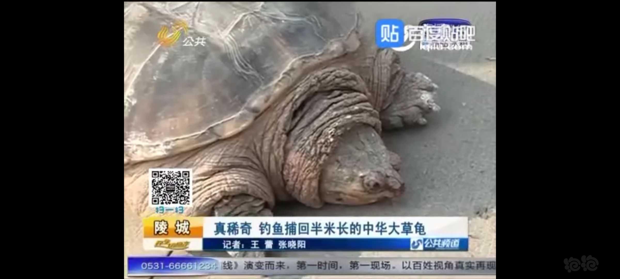 《中华大草龟》-图1