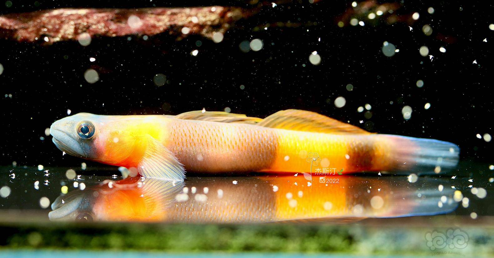 末日黄瓜虾虎-图1