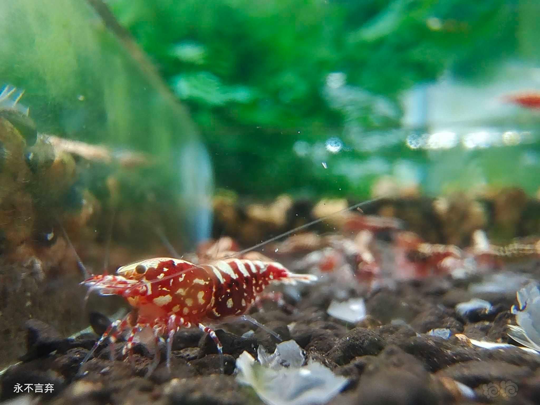 【虾螺】出几组红银河雪花/黑银河雪花/系统红白水晶虾-图5