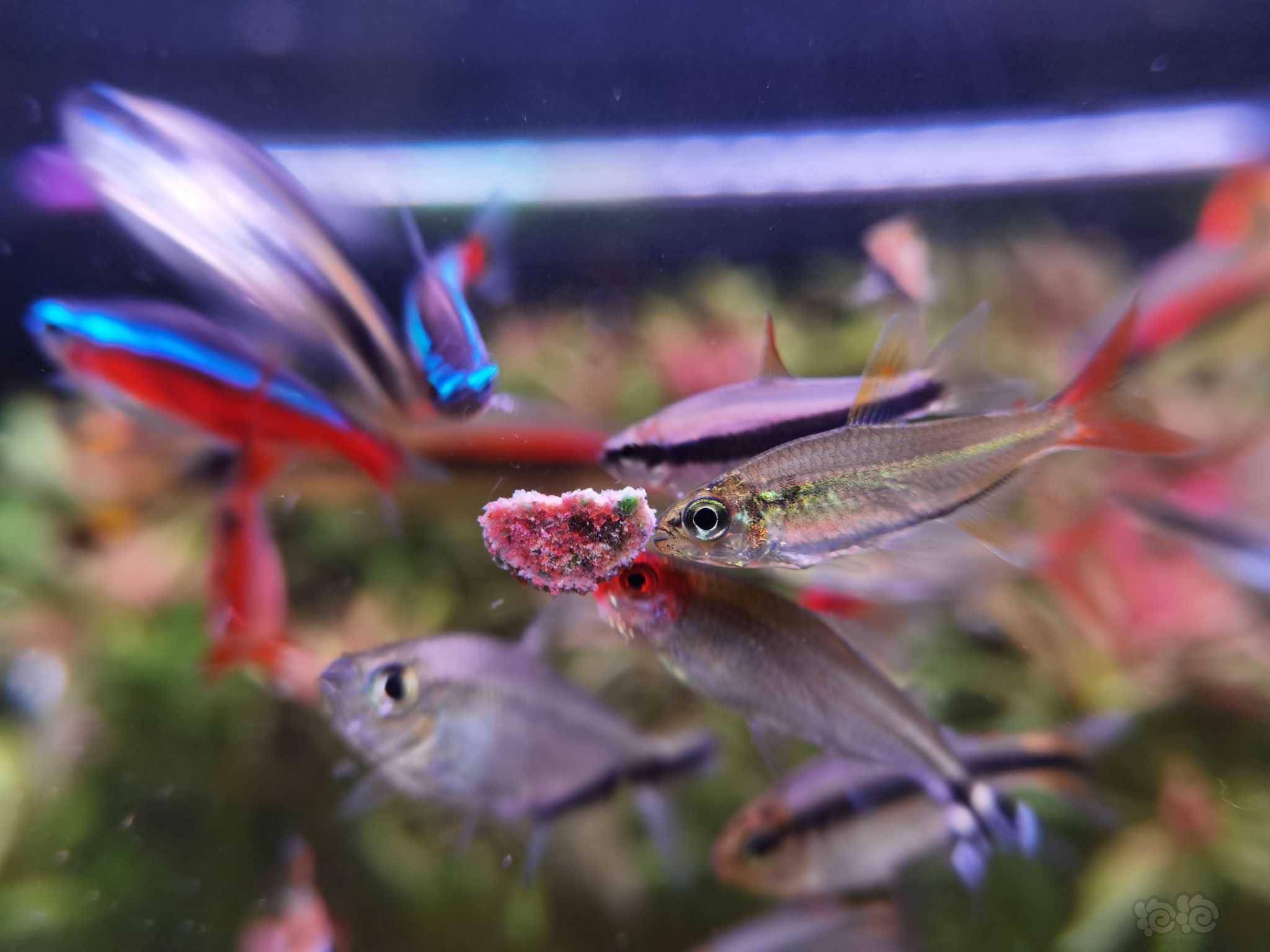 【灯科鱼】红尾科佩依-图6