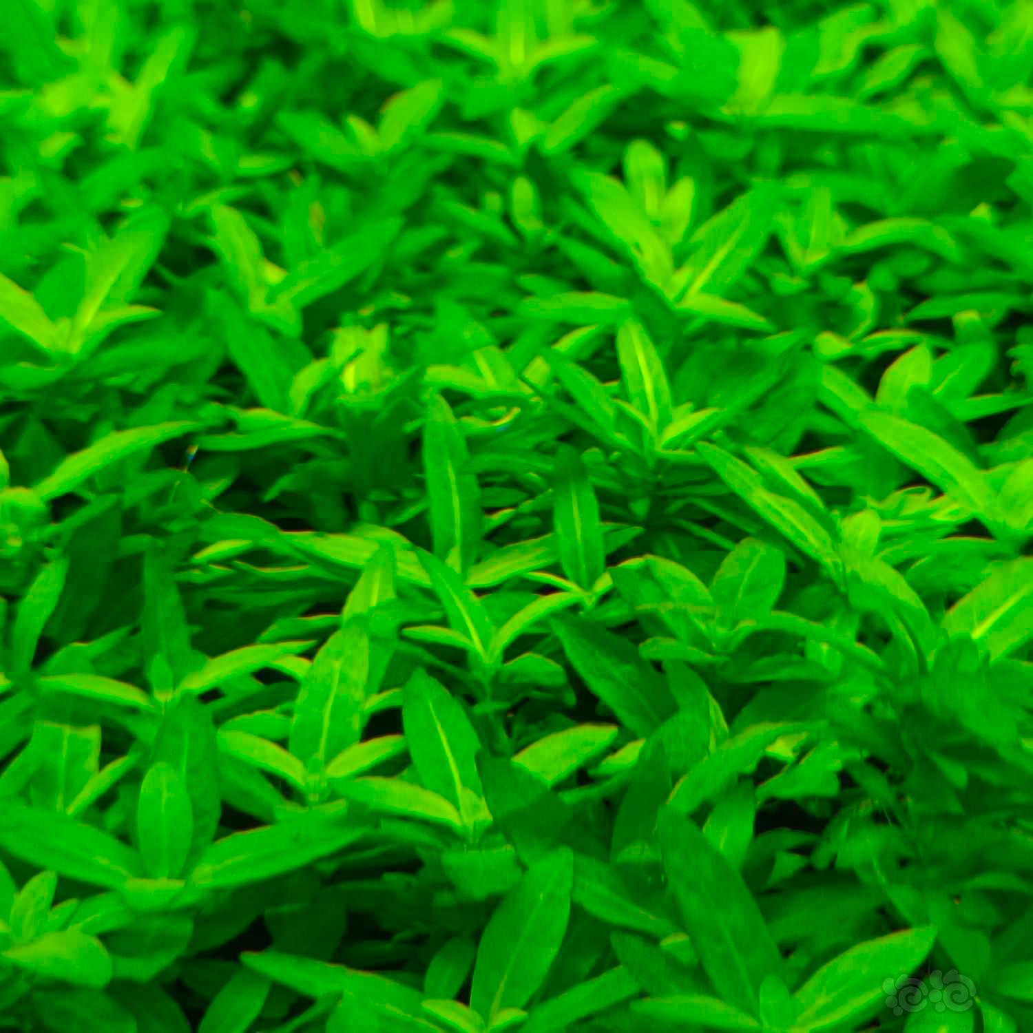 【水草】出高品质水草，无藻无螺，保证品质-图20
