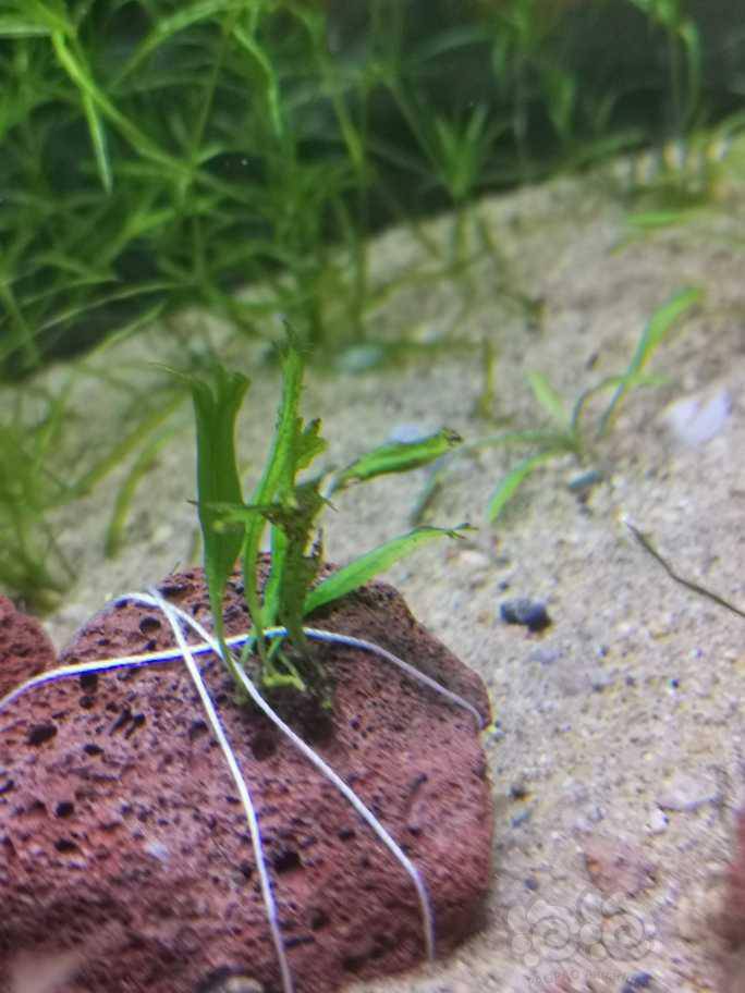 大佬们 请教下这两个是什么水草 泡泡水族