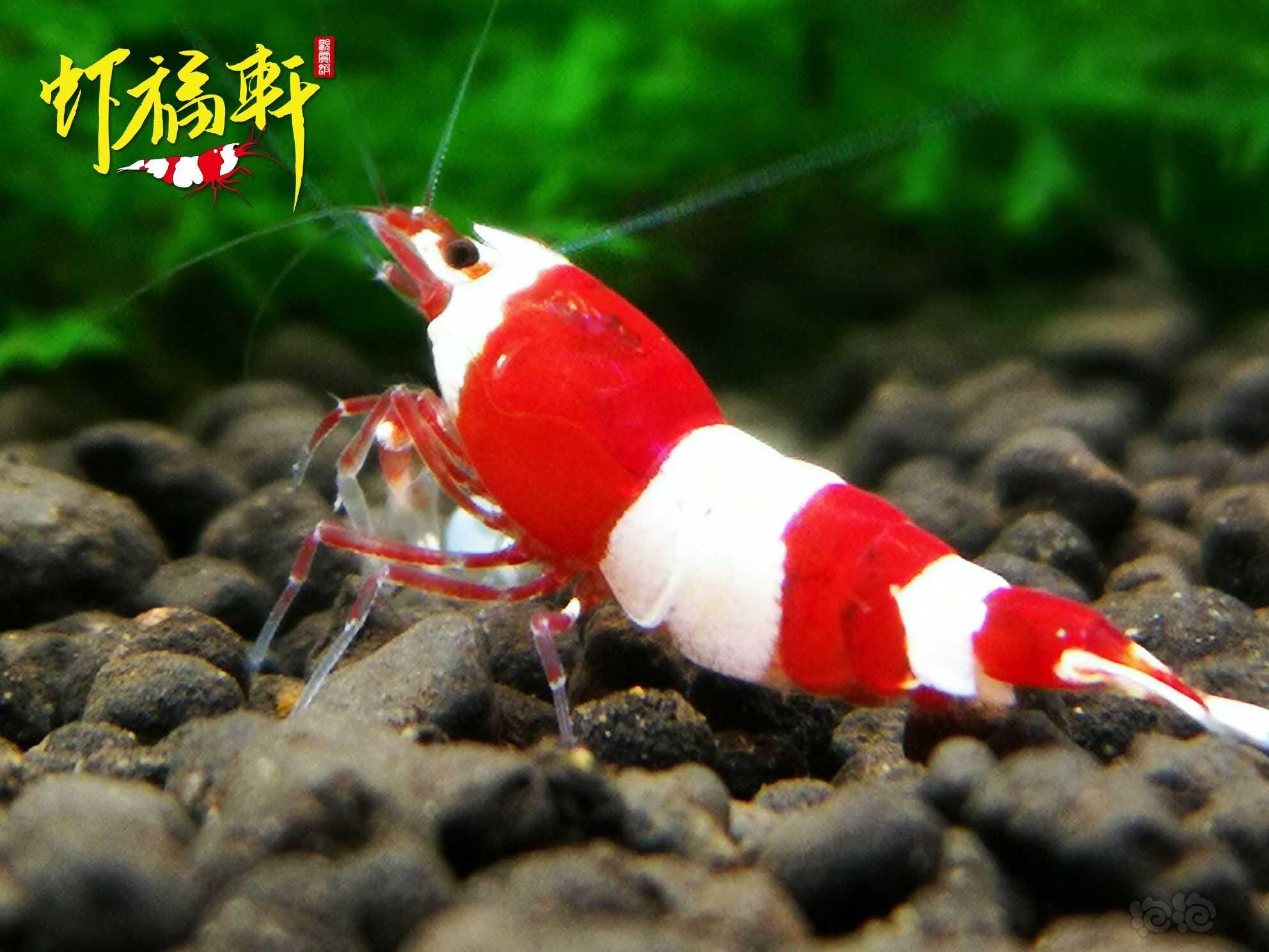 【虾】2022-09-12#RMB拍卖#优质红白三段V型4只-图3