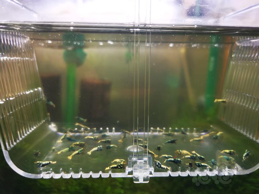 【虾】2022-09-24#RMB拍卖淘汰银河幼虾一组50只-图3