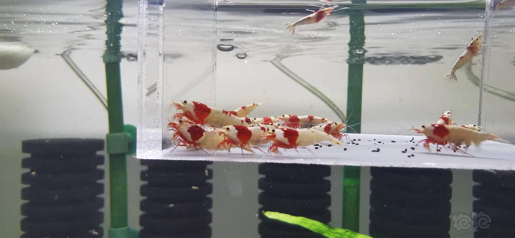 【虾】2022-9-5#RMB拍卖红白水晶虾繁殖组-图4