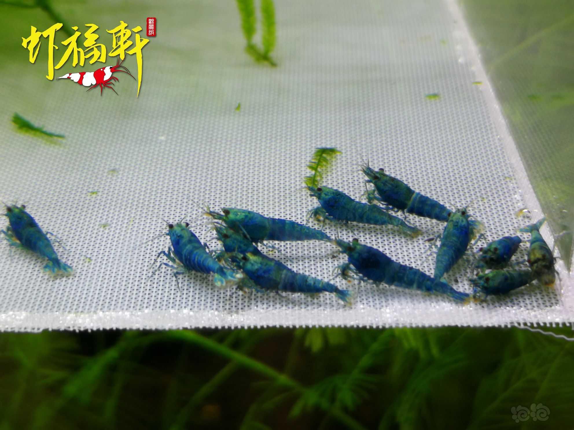 【虾】2022-09-11#RMB拍卖#蓝金刚小苗12只-图1