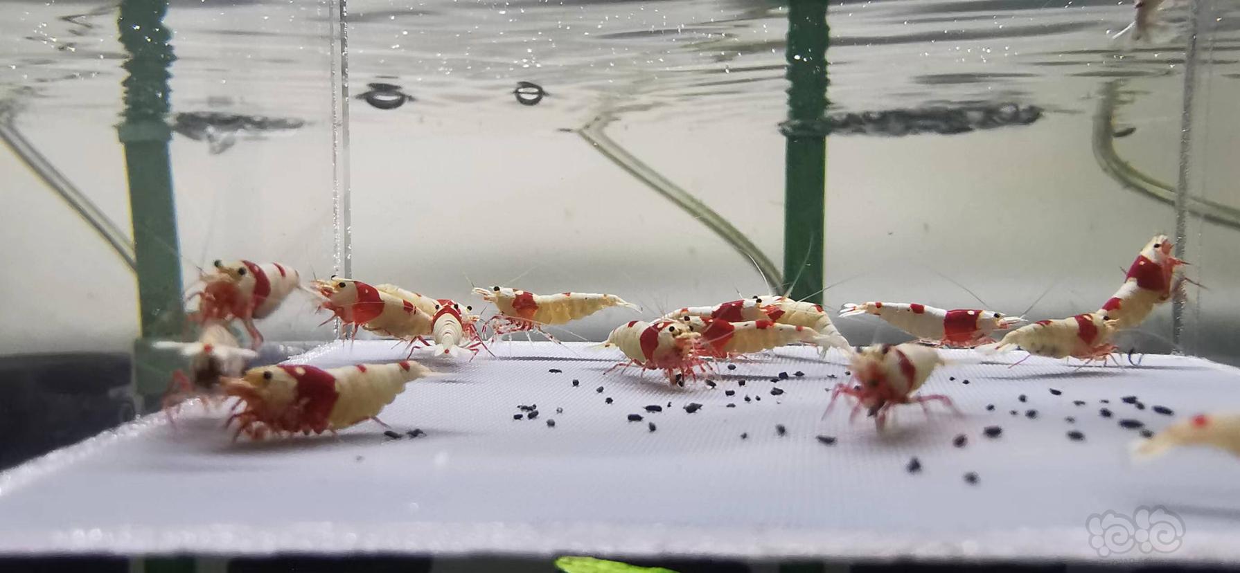 【虾】2022-9-5#RMB拍卖红白水晶虾繁殖组-图3