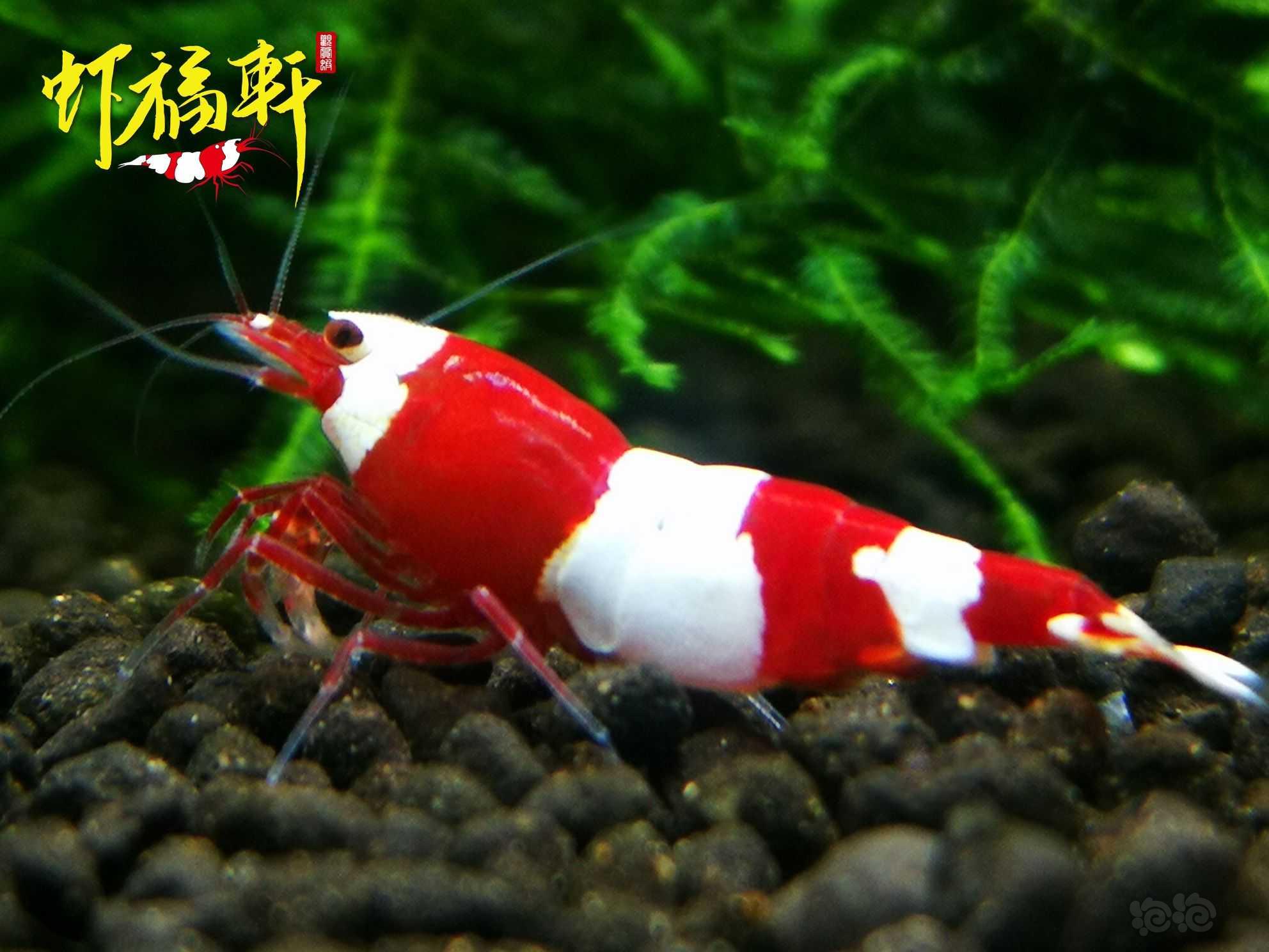 【虾】2022-09-22#RMB拍卖#品质红白三段2只-图1
