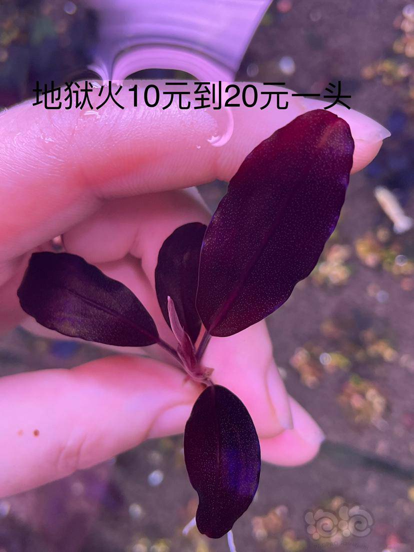 出长叶neo 地狱火大象海无名全部5到元一头 泡泡水族 出长叶neo 地狱火大象海无名全部5到元一头 泡泡水族