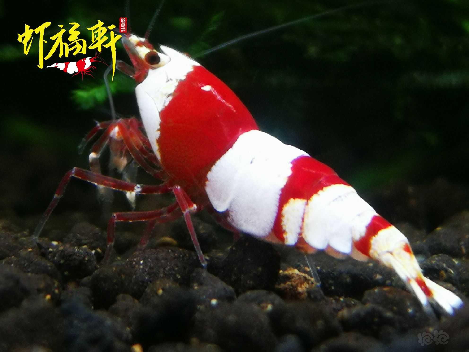 【虾】2022-09-16#RMB拍卖#红白三段V型繁殖组6只-图6