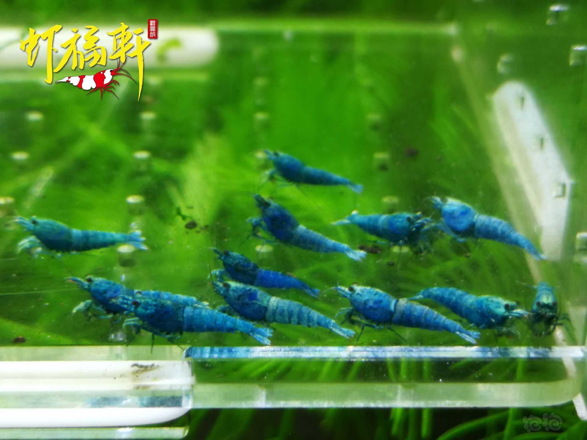 【虾】2022-09-17#RMB拍卖#优质蓝金刚小苗12只-图1