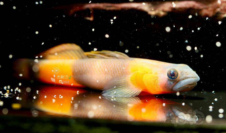 末日黄瓜虾虎-图2