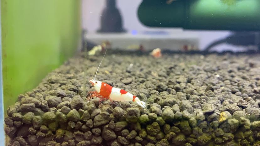 【虾】2022-09-22#RMB拍卖#红白水晶虾一份30只-图3