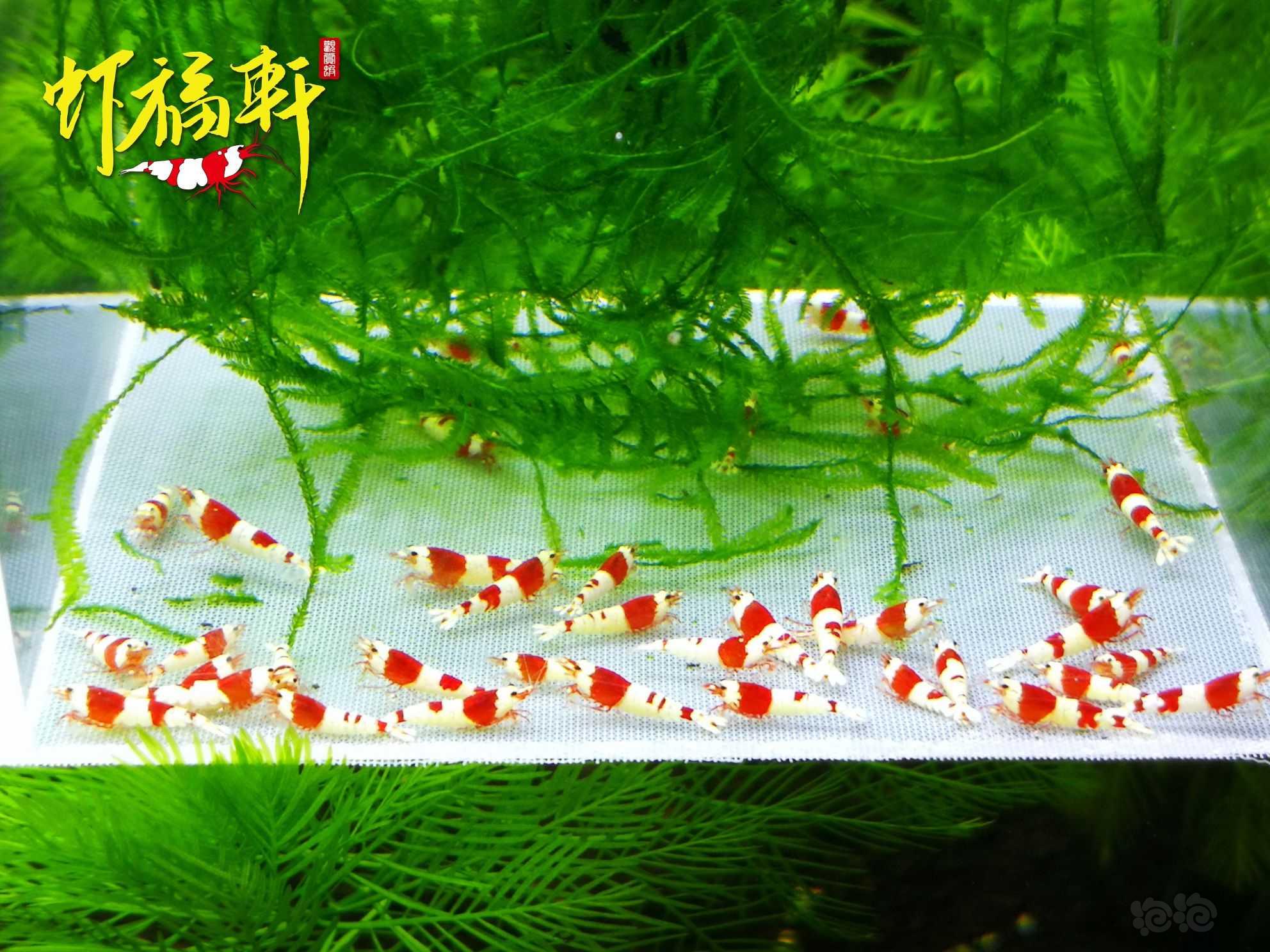 【虾】2022-09-06#RMB拍卖#红白苗38只-图2