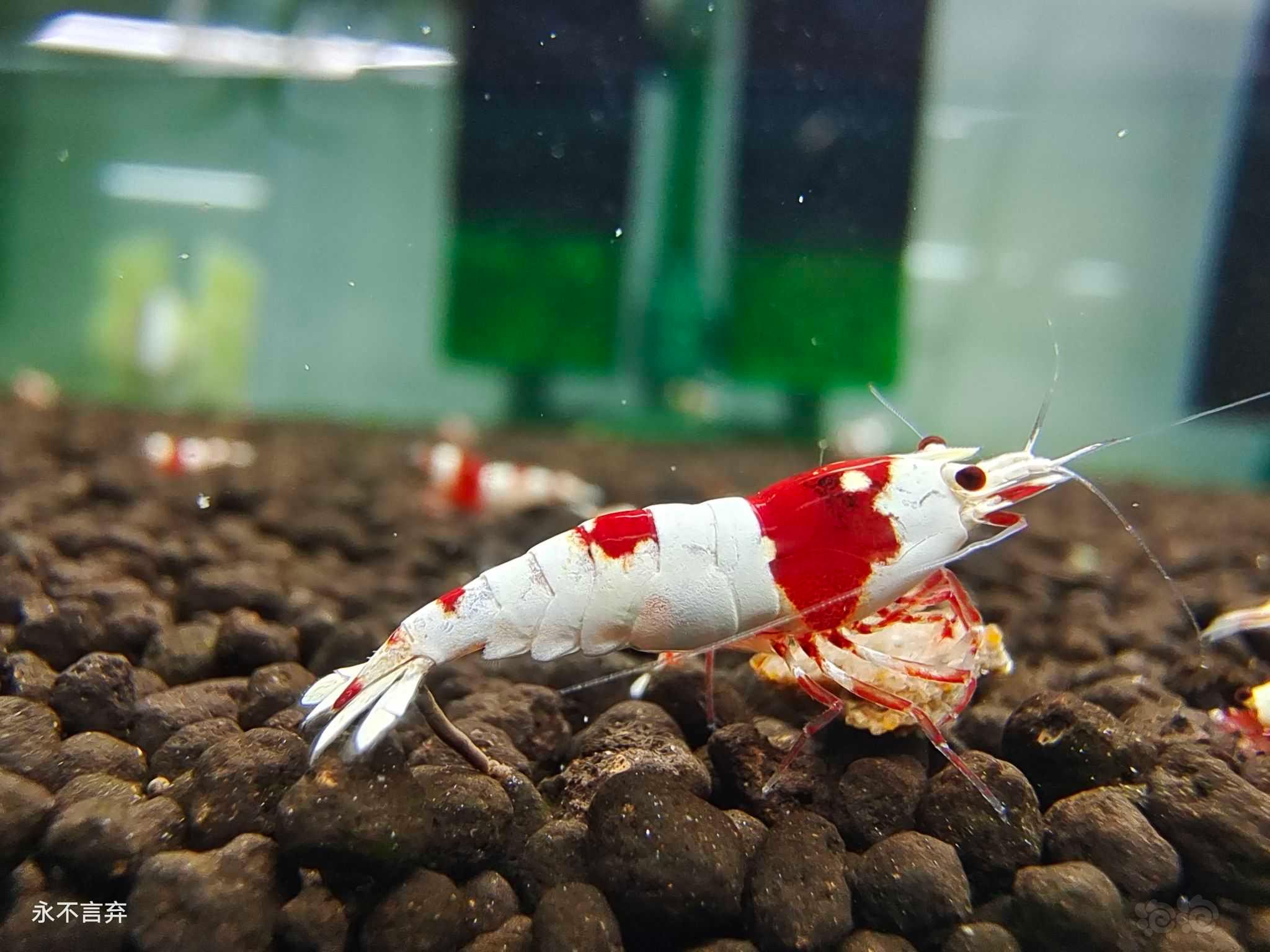 【虾】2022-09－11#RMB拍卖红白水晶虾3只-图5