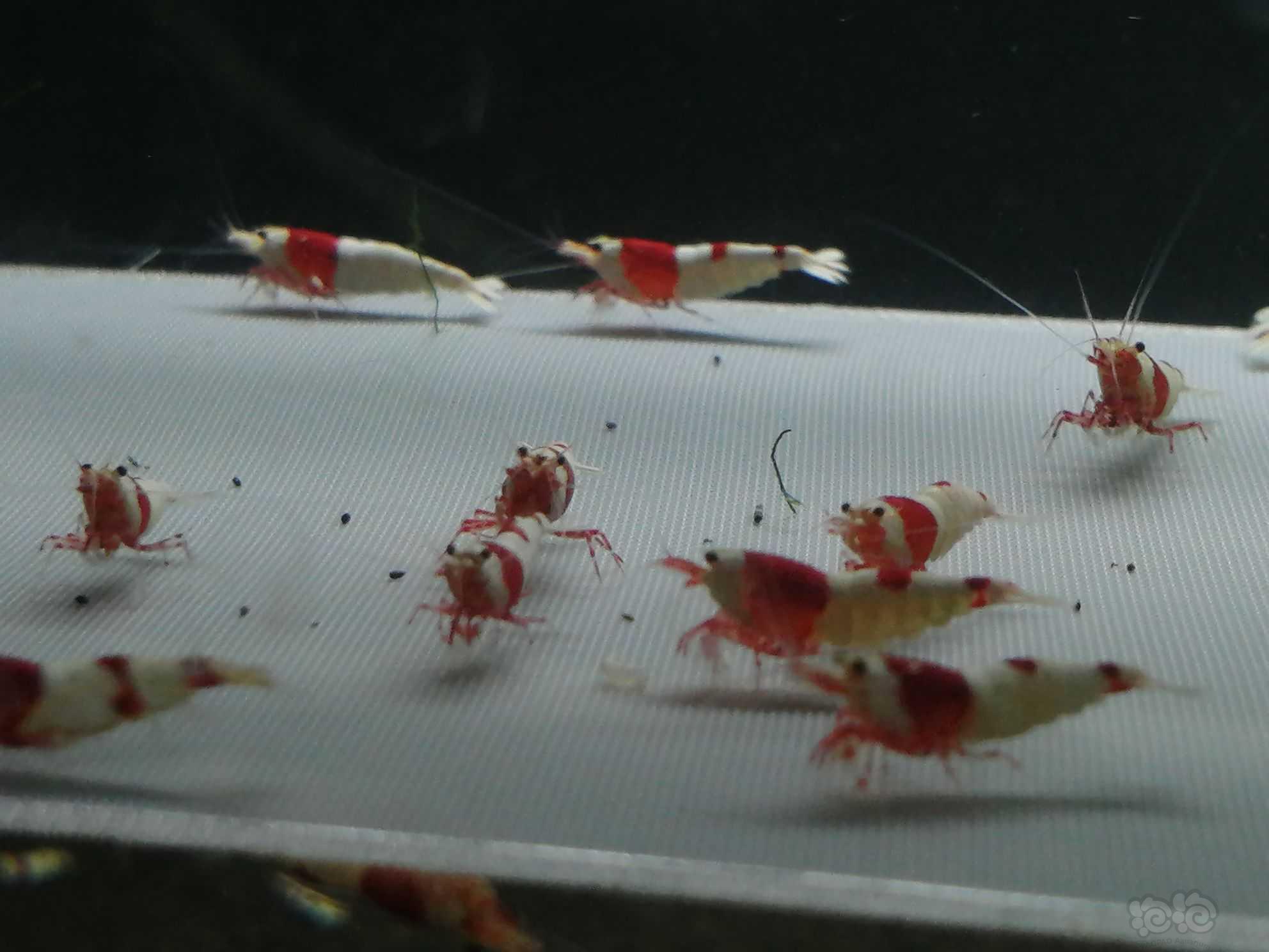 【虾】2022-09-21＃RMB拍卖纯血红白24母8公32只虾。-图4